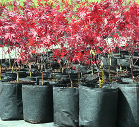 Recipiente para plantas não tecido